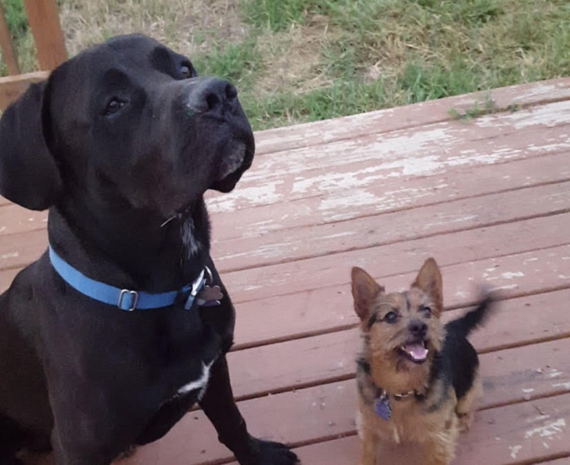 Boomer and Cappy pose nicely for a picture. Despite the major difference in size, the dogs get along well.